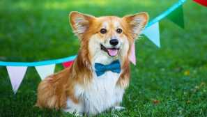 Dlouhosrstý corgi flowfi - self-plemeno nebo anomálie?